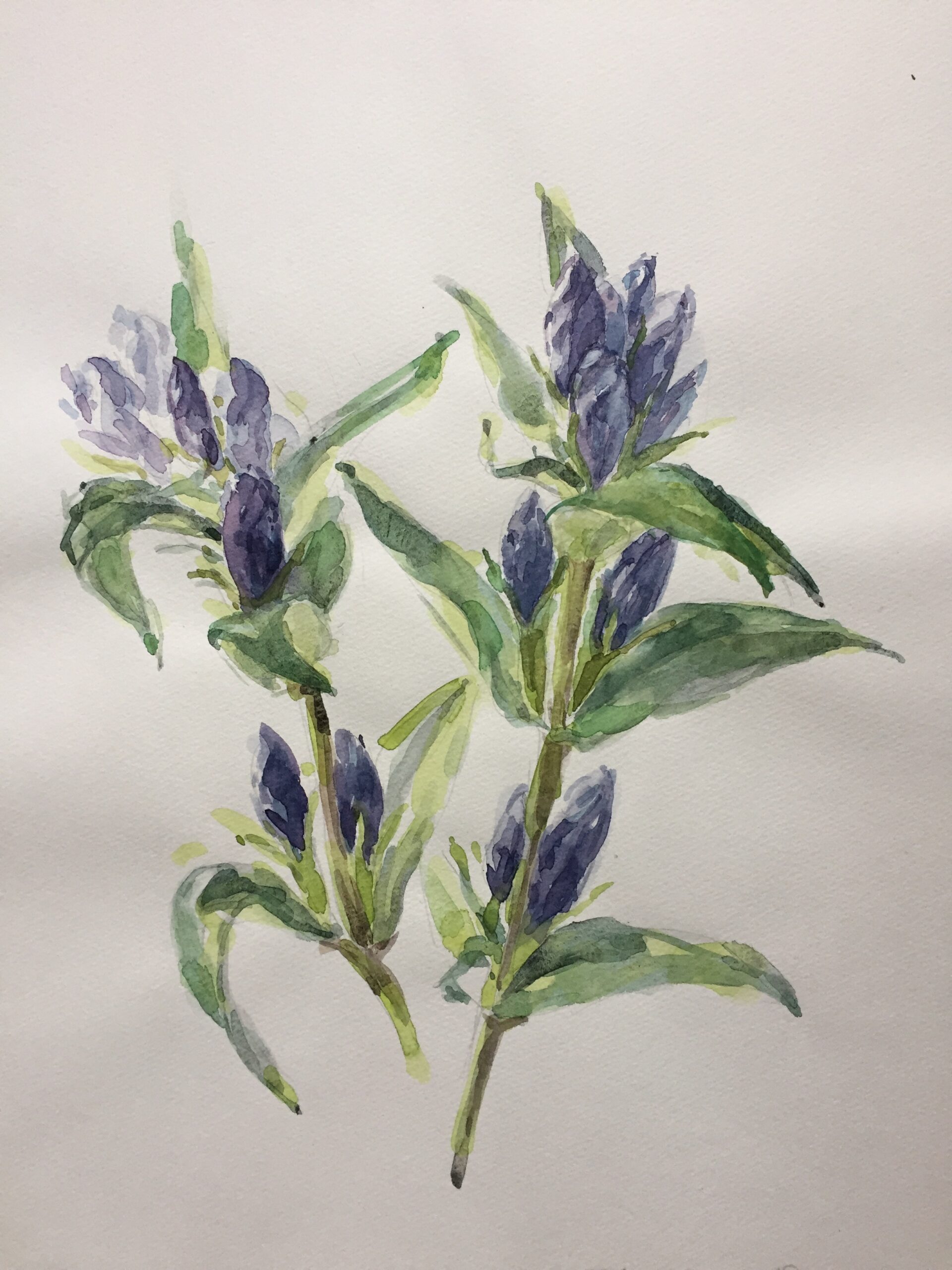 絵画　油絵　花　題　IRIS　 画家イグナシオ(スペイン在住) 絵画 油絵 花 題 IRIS 画家イグナシオ(スペイン在住)