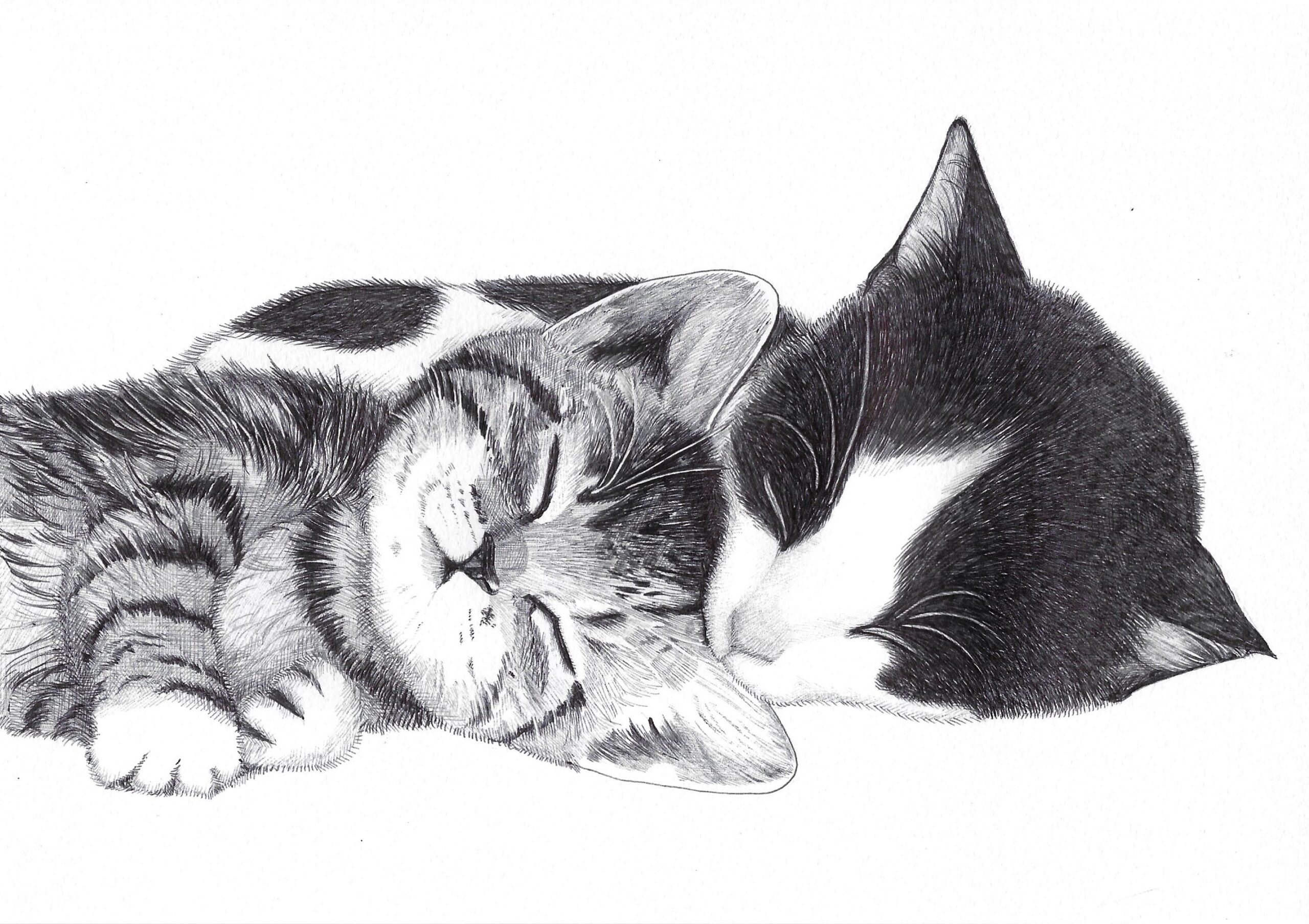 二匹の猫ポスター】仲良くお寝んね二匹の猫のアートプリント モノクロ 