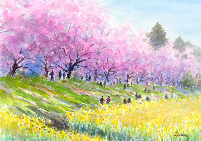 水彩画原画　桜堤と菜の花