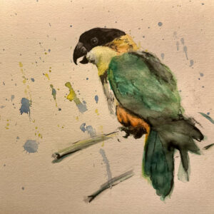 Uncategorized 鳥インコ水彩 スグロシロハラインコ インテリア絵画 アート