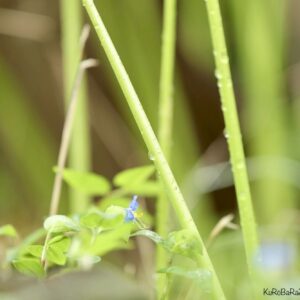 その他  秋雨の合間に インテリア絵画 アート