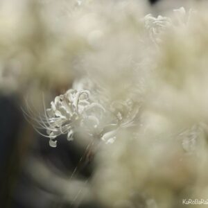 その他  此岸の幻 インテリア絵画 アート