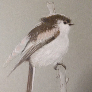 水彩画 のおすすめ作品・人気作家 鳥 水彩 色鉛筆 Long-tailed Tit インテリア絵画 アート