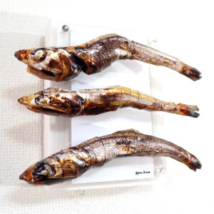 彫刻 レリーフ 立体アート のおすすめ作品・人気作家 動物 立体 魚 contemporary コミカル コンテンポラリーアート ポップアート 彫刻 食品 煮干しコレクター インテリア絵画 アート