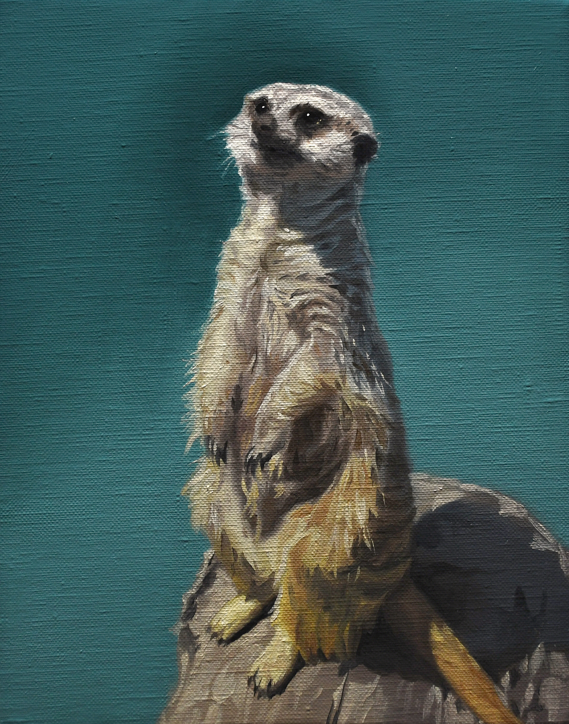 みーやきゃっと ミーアキャット／札幌市円山動物園