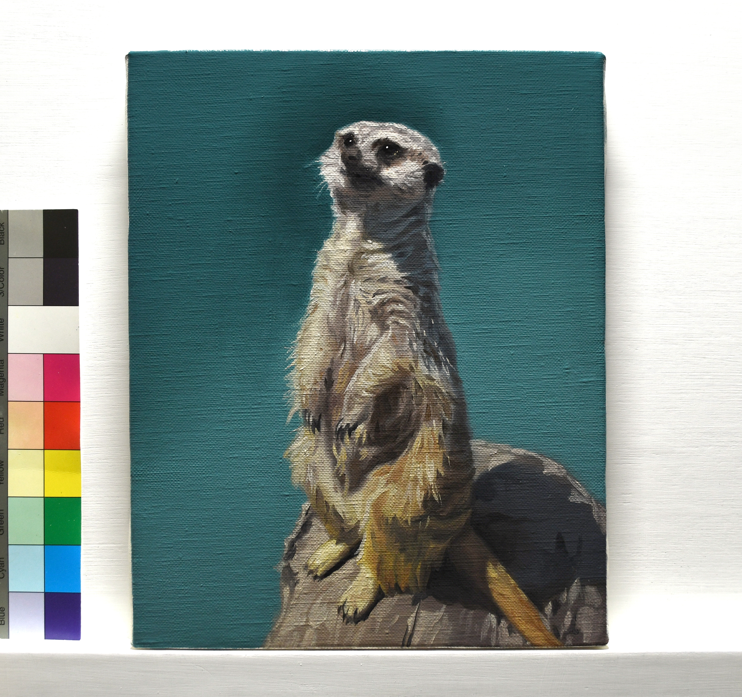 みーやきゃっと ミーアキャット／札幌市円山動物園