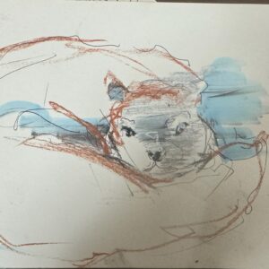 ポスター の人気おすすめ通販 ポストカードハガキサイズドローイング 動物園クロッキーカワウソ インテリア絵画 アート