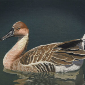 油絵 のおすすめ作品・人気作家 動物 鳥 写実 茶色 サカツラガン インテリア絵画 アート