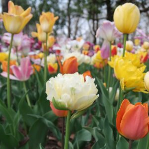 アーティスト Asako Takahashi 