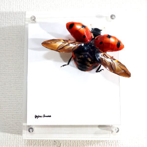 彫刻 レリーフ 立体アート のおすすめ作品・人気作家 立体 contemporary コンテンポラリーアート テントウムシ ポップアート 彫刻 昆虫 テントウムシは旅に出る インテリア絵画 アート