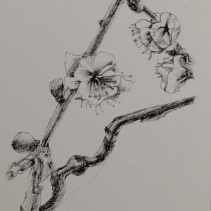 ポストカード の人気おすすめ通販 花 ペン画 梅 梅 インテリア絵画 アート