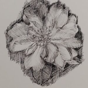 ポストカード の人気おすすめ通販 花 ペン画 椿 椿 インテリア絵画 アート