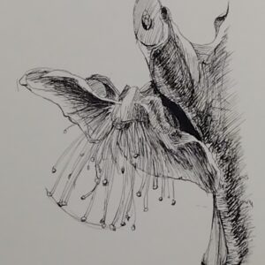 ポストカード の人気おすすめ通販 花 ペン画 梅 梅 インテリア絵画 アート