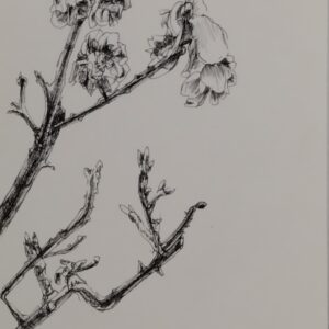 ポストカード の人気おすすめ通販 花 ペン画 梅 梅 インテリア絵画 アート