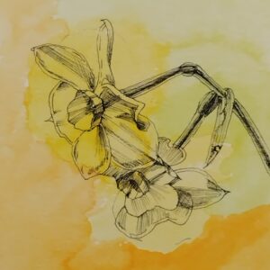 ペン画 ドローイングのおすすめ作品・人気作家 水彩画 花 ドローイング ペン画 水彩 水彩紙 スイセン【額付き】 インテリア絵画 アート