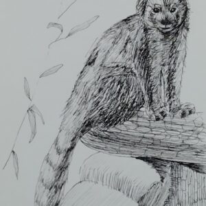 ペン画 ドローイングのおすすめ作品・人気作家 動物 アライグマ クマ ドローイング ペン画 動物園 アライグマ インテリア絵画 アート