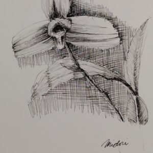 ペン画 ドローイングのおすすめ作品・人気作家 植物 花 ドローイング ペン画 花（リカストテ・スキンネリ） インテリア絵画 アート