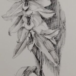 ペン画 ドローイングのおすすめ作品・人気作家 植物 花 ドローイング ペン画 花（セロジネ・クリスタタ） インテリア絵画 アート