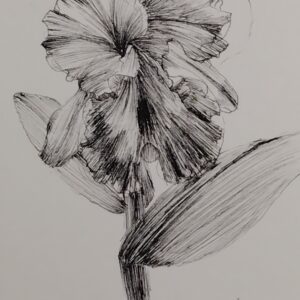 ペン画 ドローイングのおすすめ作品・人気作家 植物 花 ドローイング ペン画 花（カトレア） インテリア絵画 アート