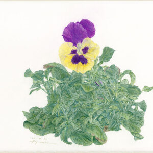 デッサン 素描 のおすすめ作品・人気作家 パンジー 色鉛筆ファーバーカステル，差し箱，アルシュ水彩紙サチネ， パンジー 3 インテリア絵画 アート