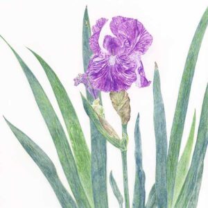 デッサン 素描 のおすすめ作品・人気作家 花，植物スケッチ，鉛筆画， ジャーマンアイリス インテリア絵画 アート
