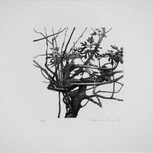 版画 のおすすめ作品・人気作家 無花果， 無花果（銅版画） インテリア絵画 アート