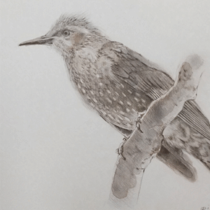 水彩画 のおすすめ作品・人気作家 水彩画 鳥 色鉛筆 Hypsipetes amaurotis インテリア絵画 アート