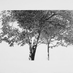 版画 のおすすめ作品・人気作家 銅版画，エッチング，樹，tree， 初夏（銅版画） インテリア絵画 アート