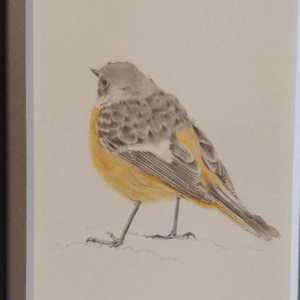 水彩画 のおすすめ作品・人気作家 水彩画 鳥 オレンジ Daurian redstart インテリア絵画 アート