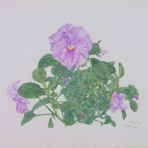 デッサン 素描 のおすすめ作品・人気作家 パンジー，Pansy，Botanical Drawing，植物画，色鉛筆，ファーバーカステル，colored pencil， パンジー　1 インテリア絵画 アート