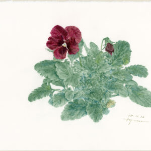 デッサン 素描 のおすすめ作品・人気作家 パンジー色鉛筆 ファーバーカステル，差し箱，アルシュ水彩紙サチネ， パンジー インテリア絵画 アート