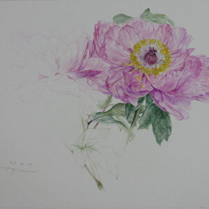 デッサン 素描 のおすすめ作品・人気作家 牡丹スケッチ，色鉛筆画，Colored pencil drawing， 牡丹スケッチ 2 インテリア絵画 アート