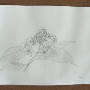 絵画 のおすすめ作品・人気作家 花 アジサイ 山紫陽花 インテリア絵画 アート