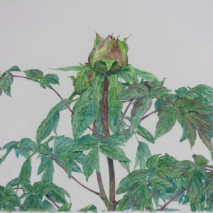 デッサン 素描 のおすすめ作品・人気作家 牡丹蕾，植物画， 牡丹蕾 インテリア絵画 アート