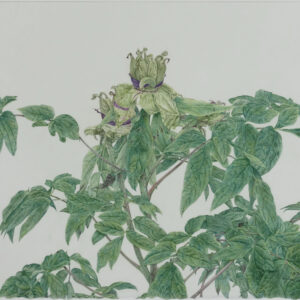 デッサン 素描 のおすすめ作品・人気作家 植物，牡丹， 花びらの落ちた牡丹 インテリア絵画 アート