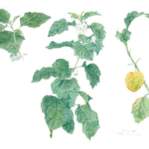 デッサン 素描 のおすすめ作品・人気作家 植物画，鬼灯スケッチ，色鉛筆画， 鬼灯 1 インテリア絵画 アート
