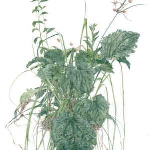 デッサン 素描 のおすすめ作品・人気作家 植物スケッチ，夏草， 夏草 インテリア絵画 アート