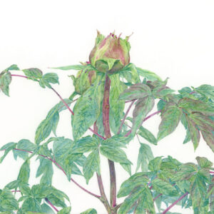 デッサン 素描 のおすすめ作品・人気作家 牡丹蕾，植物画， 牡丹蕾 インテリア絵画 アート