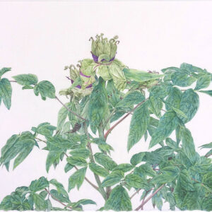 デッサン 素描 のおすすめ作品・人気作家 植物，牡丹， 花びらの落ちた牡丹 インテリア絵画 アート