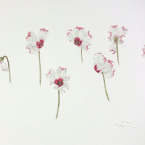 デッサン 素描 のおすすめ作品・人気作家 シクラメン，花素描，色鉛筆画， シクラメン 2（七つの貌 – かたち -） インテリア絵画 アート