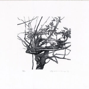 版画 のおすすめ作品・人気作家 無花果，銅版画，Etching，樹のスケッチ，Drawing， 無花果（銅版画） インテリア絵画 アート