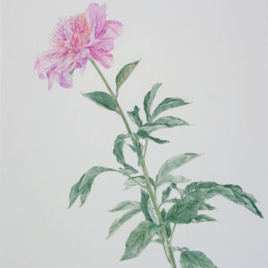 デッサン 素描 のおすすめ作品・人気作家 芍薬素描，色鉛筆画， 芍薬 1 インテリア絵画 アート