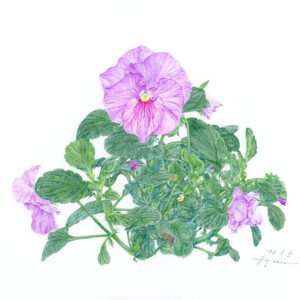 デッサン 素描 のおすすめ作品・人気作家 パンジー，Pansy，Botanical Drawing，植物画，色鉛筆，ファーバーカステル，colored pencil， パンジー　1 インテリア絵画 アート