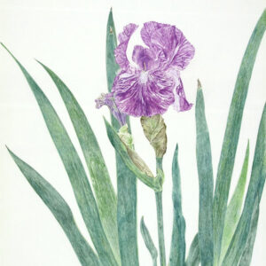 デッサン 素描 のおすすめ作品・人気作家 花，植物スケッチ，鉛筆画， ジャーマンアイリス インテリア絵画 アート