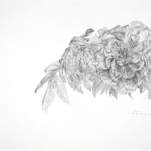 デッサン 素描 のおすすめ作品・人気作家 牡丹素描，鉛筆，Pencil drawing ， 牡丹スケッチ 3 インテリア絵画 アート
