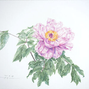デッサン 素描 のおすすめ作品・人気作家 牡丹スケッチ,色鉛筆画,Colored pencil drawing, 牡丹スケッチ 1 インテリア絵画 アート