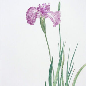 デッサン 素描 のおすすめ作品・人気作家 菖蒲，色鉛筆画，ファイバーカステル，鉛筆画， 菖蒲 1 インテリア絵画 アート