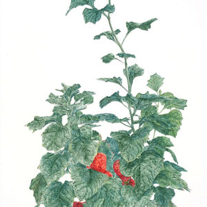 デッサン 素描 のおすすめ作品・人気作家 植物画，色鉛筆画，鬼灯，スケッチ， 鬼灯 2 インテリア絵画 アート