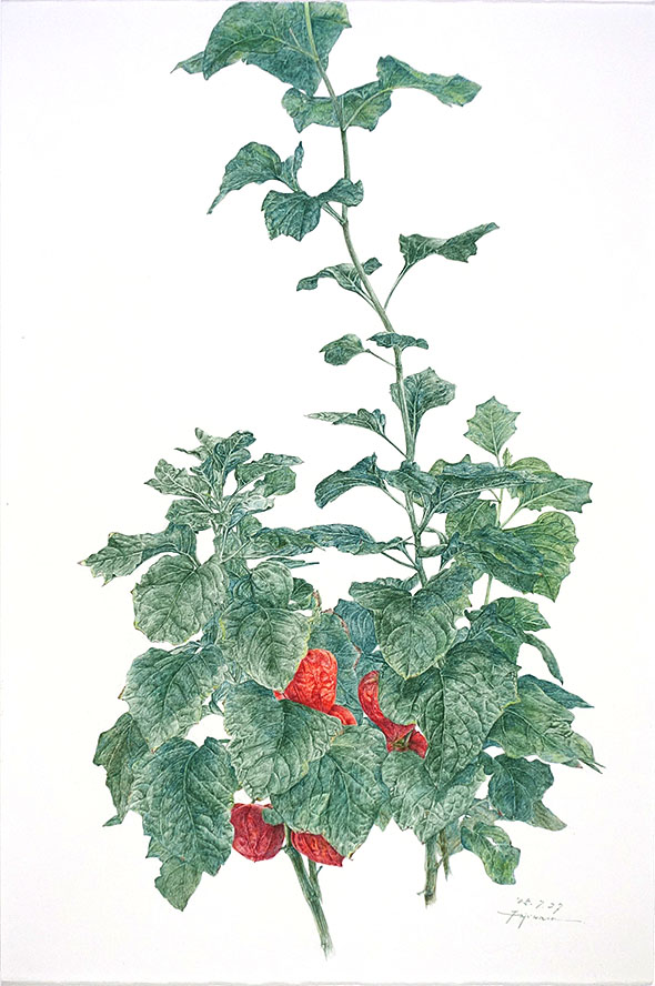 デッサン 素描 のおすすめ作品・人気作家 植物画，色鉛筆画，鬼灯，スケッチ， 鬼灯 2 インテリア絵画 アート