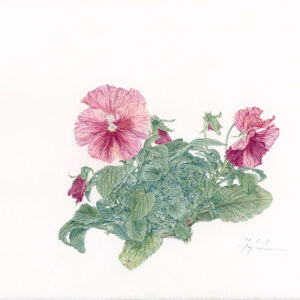 デッサン 素描 のおすすめ作品・人気作家 パンジースケッチ，Pansy，Botanical Drawing，植物画，色鉛筆，ファーバーカステル，colored pencil， パンジー 4 インテリア絵画 アート